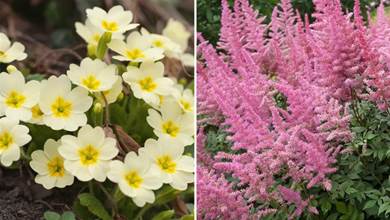 30種耐陰植物花卉，色彩鮮艷耐看，只要有一點點光照，就能開成「漂亮花海」