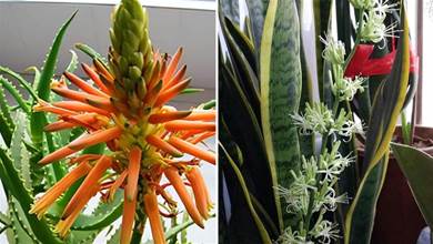 6種植物開花不常見，能開花寓意「好事將近」，看到的好運連連