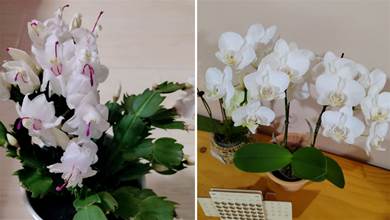 白色花不止茉莉和梔子，這5種花葉都美，寓意吉利，養在家里美極了