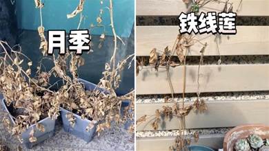 上海封城2個月，上百盆植物全死了，唯獨這5種，活下來了