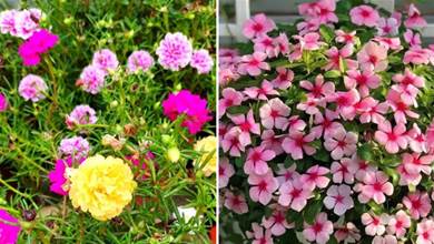 夏季陽臺養花，就養6種「太陽花」，不怕太陽曬，越曬越爆花，妥妥當C位