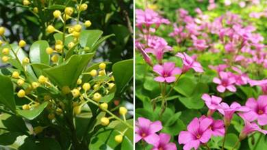 5種花是「拼命十三郎」，不但夏天盛開，四季都勤花，養護超簡單