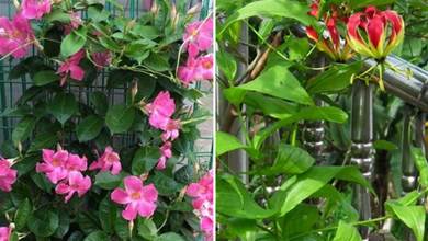 搭花架養的3種花，枝條柔軟花朵美，夏季室內室外都能養