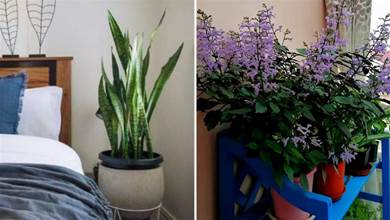 試驗多次，適合臥室養的花有6種，夜間制氧氣，吸廢氣，全家都有好福氣