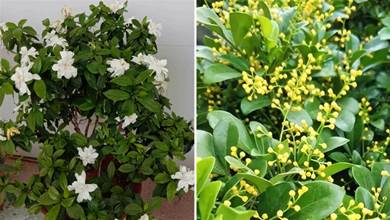 4種漂亮花，號稱「醋壇子」，定期喂點酸，葉片油綠有光澤