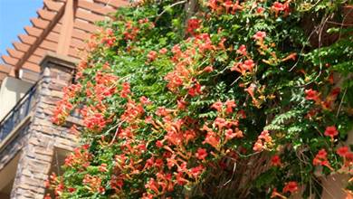 5種適合夏天種的爬藤花，越熱爬得越快，越曬花越多，美麗清涼一夏天