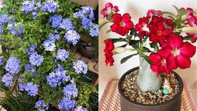 「喜熱耐曬」的6種花，都是開花小能手，陽台養一盆太值了