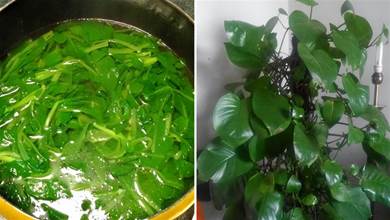 不吃的青菜葉子別扔掉，煮成「湯」喂花草，綠植喝了嗷嗷瘋長，葉子綠到滴油