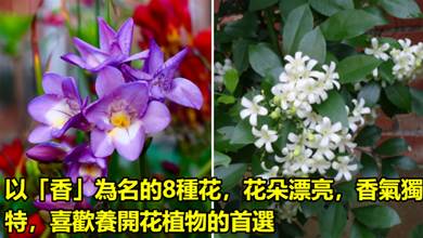 以「香」為名的8種花，花朵漂亮，香氣獨特，喜歡養開花植物的首選