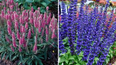 最適合庭院種植的7種「彩色花」，皮實耐養，夏秋季節開成一片「花海洋」