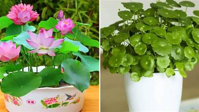 夏天6種花就是「水桶」，一天一瓢水，葉片肥厚油綠，越長越旺盛