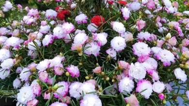 7月養盆「冰紫」，顏值不輸牡丹，多季節有花賞，開出一片花海