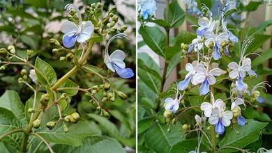 植物界的「萌寵」，開花像是「藍胡蝶」，鄰居眼紅總想要走