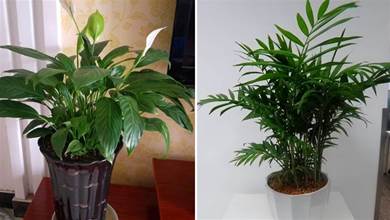 衛生間沒窗戶？養這「4種」植物最合適，既耐陰性，還吸臭殺菌