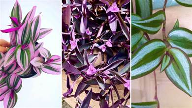 「紫露草」中最受歡迎的幾個品種，漂亮好養，大多數人都養過，適合養花小白