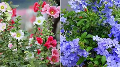 7種「夏天花」，絢麗多彩，開花量大，適合打造爛漫的「小花園」