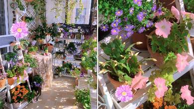 封閉陽台「造花園」，推薦10種「開花機器」，讓你的陽台全年有花看