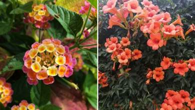 5種漂亮的「霸道花」，堪稱「入侵植物」，院子里種了難清除，太能長了
