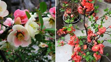 常見的9種海棠花，各個不重樣，樣樣美翻天