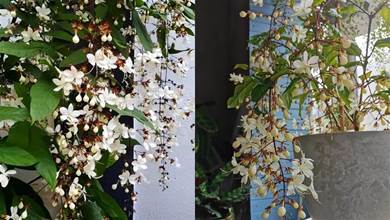 茉莉界的「仙女花」，串串花朵似胡蝶，花葉俱美香味濃，多季開花