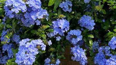 藍雪花夏季可以多次開花，記住「3個大」，就能快速復花，開出冰藍色瀑布