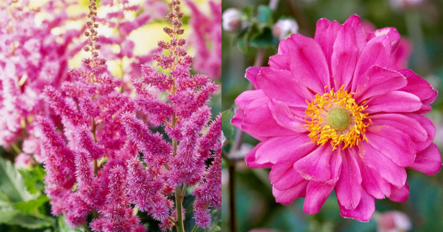 13種粉紅色的花，青春浪漫，鮮艷素雅，讓春天一直留在身邊