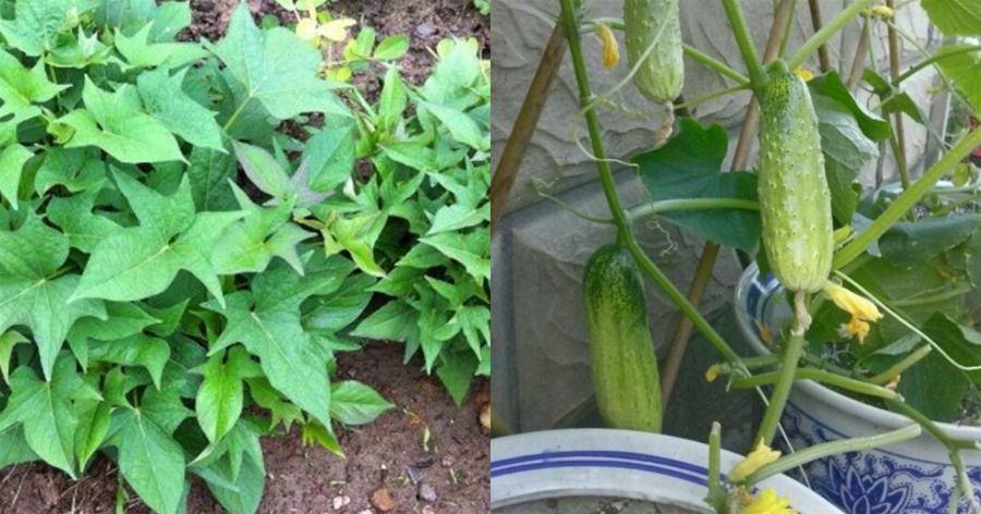 庭院種菜，用兩招，種下30天就能吃了，一年四季收獲不斷