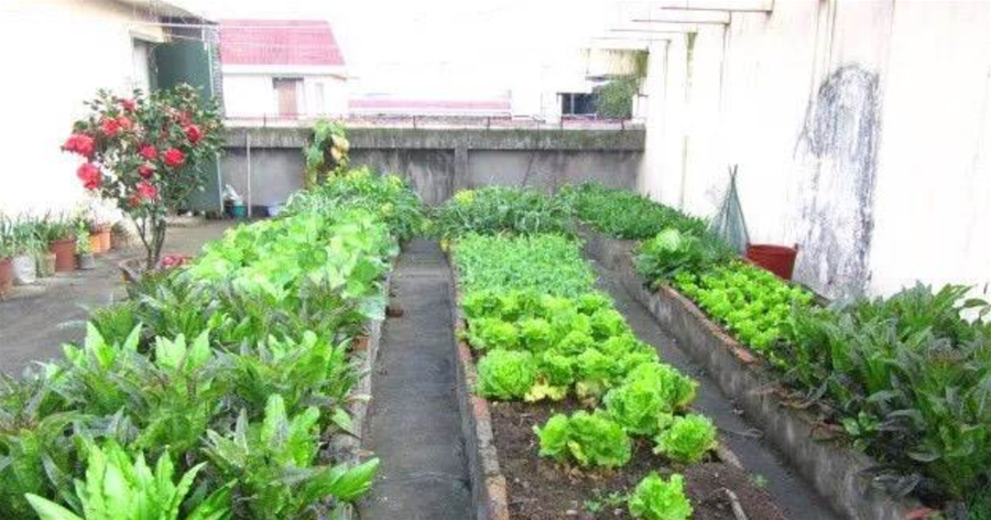 怎樣在屋頂、露臺種菜？「3招」照做，變成小菜園，不愁沒有菜吃