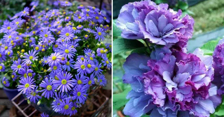 看膩了大紅大紫，6種絕世冰藍花，種1棵就清涼一夏！