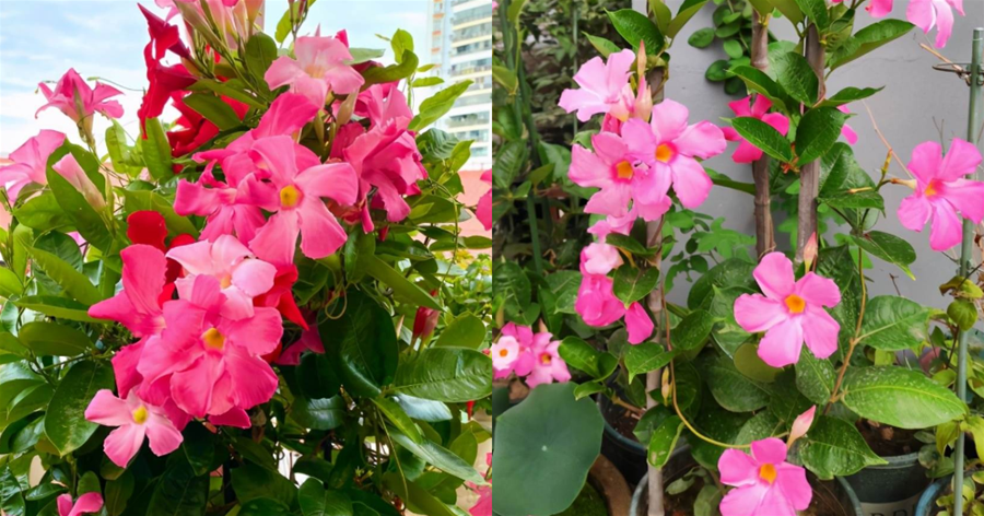 飄香藤是夏季里的「開花機器」，掌握4個要點，四季開花都不難