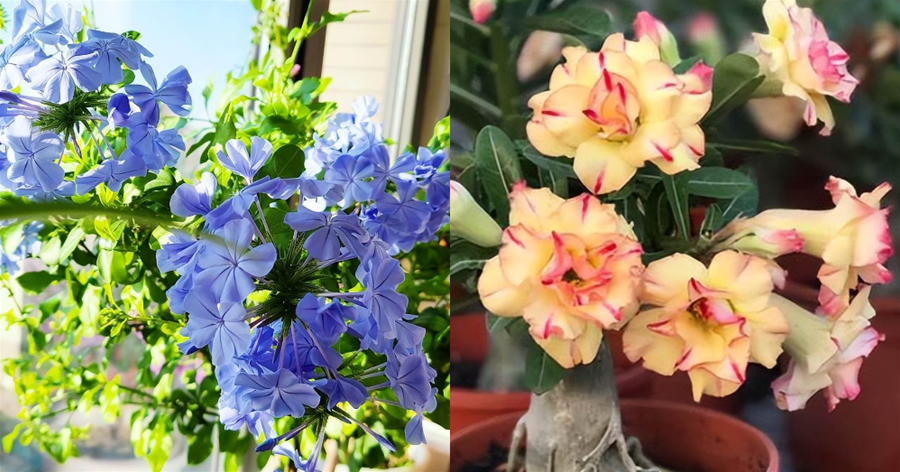 夏天最艷麗的7種花，「曬曬」就開花，好看又好養，陽臺輕鬆變花園