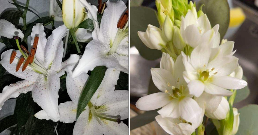 3種夏天「移動香水」，開花旺盛，滿屋子都是香味，清新漂亮