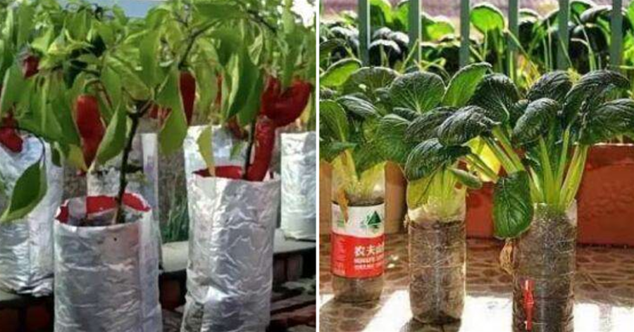 塑料袋子、廢油桶都可以「種菜」，辣椒小白菜樣樣都豐產，吃不完