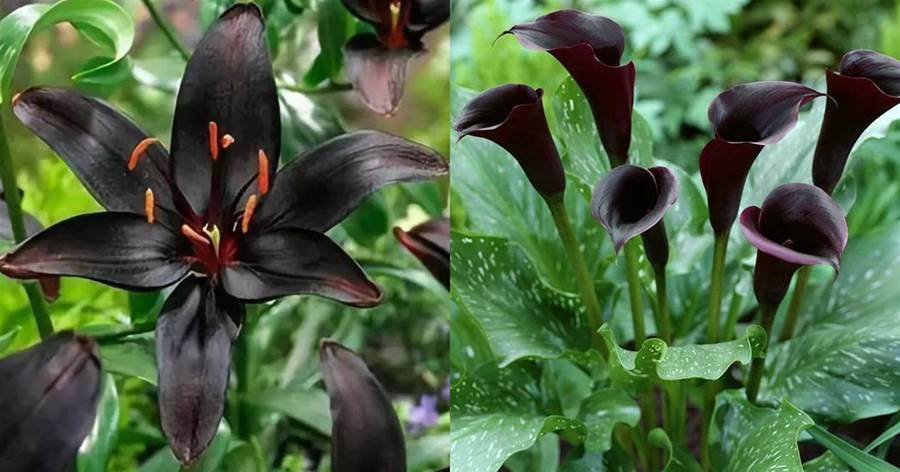 罕見的12種「黑色花」，神秘而高雅，極具視覺衝擊力，另類的美也是美！