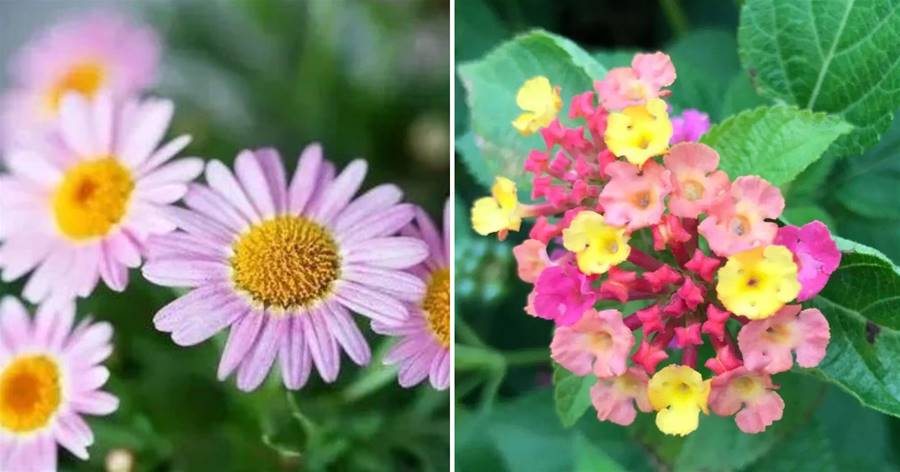花期排名最長的8種花，漂亮又好養，開花開到讓你厭煩，看看你養了幾種？
