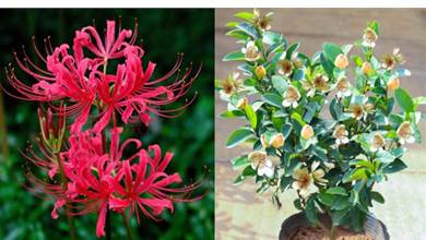 6種漂亮花，傳說「不吉利」，開花太「膈應」，敢養的人不多