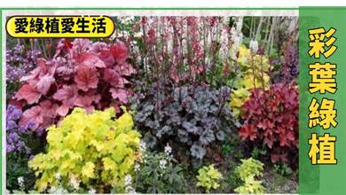 秋天5種「彩葉植物」，葉子色彩斑斕，比花兒還好看
