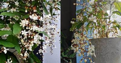茉莉界的「仙女花」，串串花朵似胡蝶，花葉俱美香味濃，多季開花