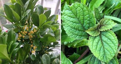 天然的「空氣清新劑」，養這7盆花，家里全天香噴噴