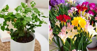 5種香水花，漂亮又好養，家里養一盆，滿室生香
