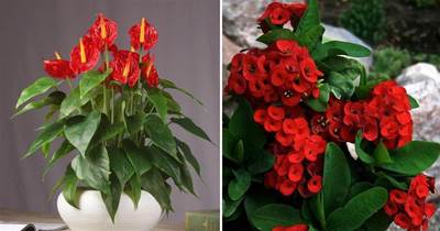5種「開花機器」，一年四季愛開花，花朵繽紛鮮艷，太美了
