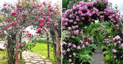 家里有院子的人，一定要養一棵「拱門月季」，花香色艷，真是太美了