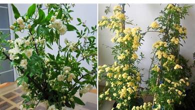這「3種」植物稱為「開花機器」，1次能開50朵，花期長達100天