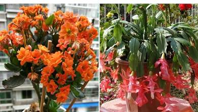 老花匠養花，用這3個「訣竅」，蟹爪蘭、長壽花能提早1個月開花