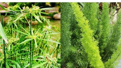 家里沒院子種不了竹子？來看看這4種「竹」，小盆盆栽綠葉青蔥