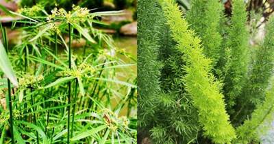 家里沒院子種不了竹子？來看看這4種「竹」，小盆盆栽綠葉青蔥
