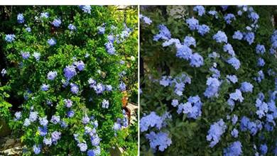 陽台盆栽藍雪花，3個月爬滿墻，開出一面藍花墻，清爽又養眼