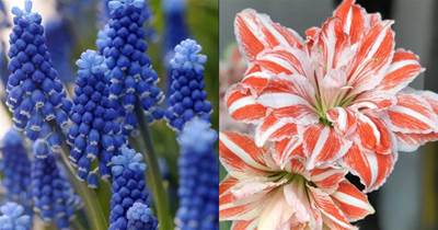 好養又好看的5種花，種球種植很簡單，花朵比拳頭還大