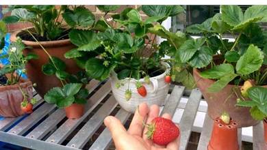 陽台種草莓能實現吃草莓的自由嗎？做好這6點，可不斷結果，紅艷漂亮
