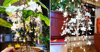 盆栽花界的「新寵」—垂茉莉，花美如蝶，香氣怡人，三季有花開